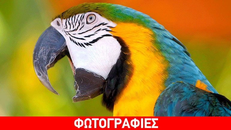 Γιατί ο παπαγάλος είναι εξπέρ στις μιμήσεις των ήχων